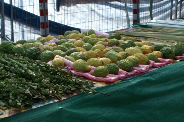 קובץ:Etrog Lulav and Hadas.jpg