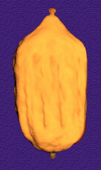 קובץ:Morroco Etrog.jpg