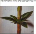 תמונה ממוזערת לגרסה מ־09:01, 30 בספטמבר 2009