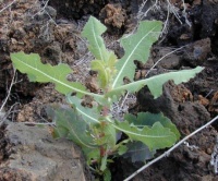 חסת המצפן - Lactuca serriola - מין הבר - צילם:Rasbak